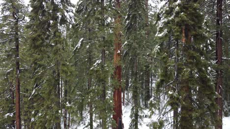 Wintertourismus-Im-Sequoia-Nationalpark