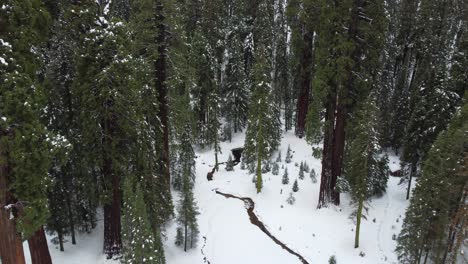 Aerial-Flyover-Looking-Down-At-A-Narrow-Creek-Cutting-Through-A-Snow-Covered-Forest-Floor-At-Sequoia-National-Park