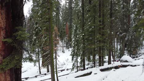 Luftdrohnenüberführung,-Wanderwege-Im-Riesigen-Wald-Des-Sequoia-Nationalparks