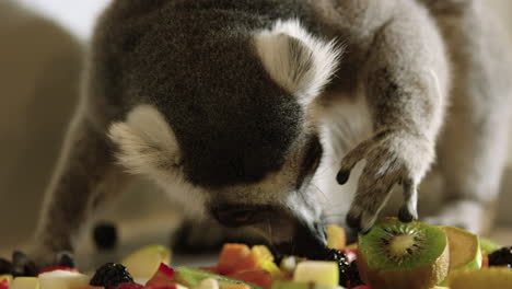 Lemur-exploring-pieces-of-fruit---close-up-on-face