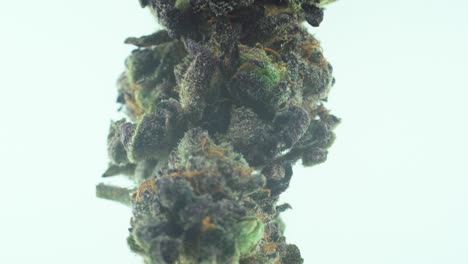 Macro-Close-up-shot-of-a-Marijuana-sativa-Sour-Diesel-flowers-with-trichomes,-green-and-purple-kush-on-a-360-rotating-stand,-Slow-motion-4K-video