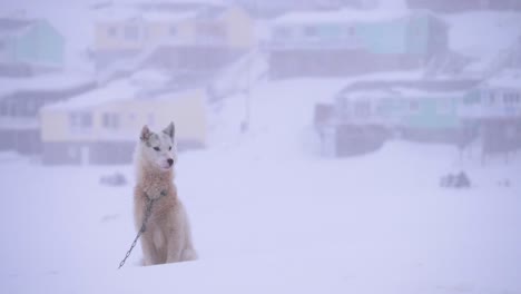 Un-Solo-Perro-De-Trineo-Se-Encuentra-Centinela-En-Una-Tormenta-De-Nieve-En-Cámara-Lenta-Contra-El-Fondo-De-La-Ciudad-De-Ilulissat-En-Groenlandia