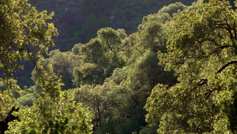 Wald-In-Den-Sierras-Von-Merlo,-San-Luis,-Während-Der-Frühen-Morgenstunden-Des-Sommers,-Der-Die-Atemberaubende-Natürliche-Schönheit-Der-Gegend-Im-Sommer-Zur-Schau-Stellt