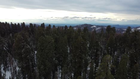 Giant-Forest-In-Sequoia-National-Park-Aerial-Flyover-During-Winter