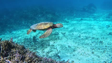 Eine-Seitenansicht-Einer-Meeresschildkröte,-Die-Unter-Dem-Tropischen-Blauen-Ozean-Schwimmt