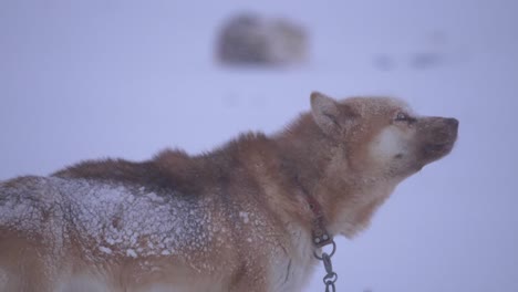 Slow-Motion-Sled-Dog-barking-and-howling-in-a-snowstorm-on-the-outskirts-of-the-city-of-Ilulissat,-Greenland