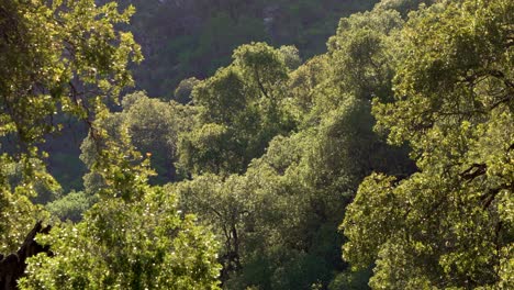 Zoom-in-Ansicht-Eines-Waldes-Mit-Morgenlicht-In-Den-Sierras-De-Merlo,-San-Luis