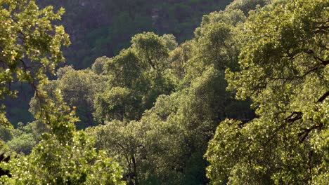 Bergwald-In-Den-Sierras-De-Merlo,-San-Luis,-In-Den-Frühen-Morgenstunden,-Der-Im-Sommer-Die-Atemberaubende-Natürliche-Schönheit-Der-Gegend-Zeigt