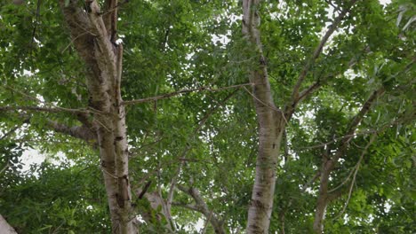 A-ground-level-view-of-tree-branches-in-the-daylight