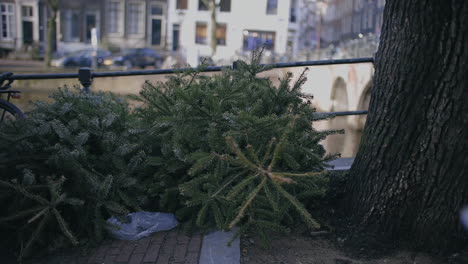 Amsterdam-Jordaan,-Christmas-trees-waste-at-the-streets-of-Amsterdam