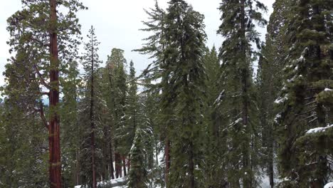 Luftdrohne,-Die-über-Dem-Riesigen-Wald-Des-Sequoia-Nationalparks-Aufsteigt