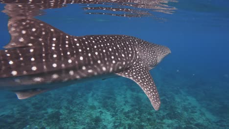Whale-shark-slowly-swims-drifting-alone-in-clear-open-water-on-surface-sun-glare-eye-level-from-nose-to-tail-closeup