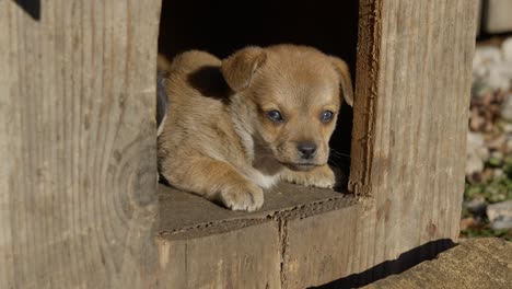 Cachorro-Marrón-Mirando-La-Cámara-Desde-Una-Caseta-De-Perro-Al-Aire-Libre