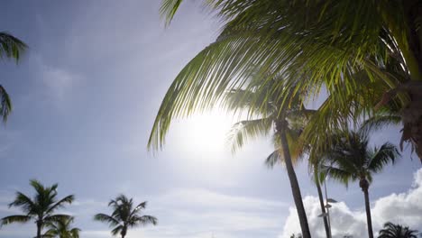 Green-palmtree-on-a-beach-in-Guadeloupe-with-sun