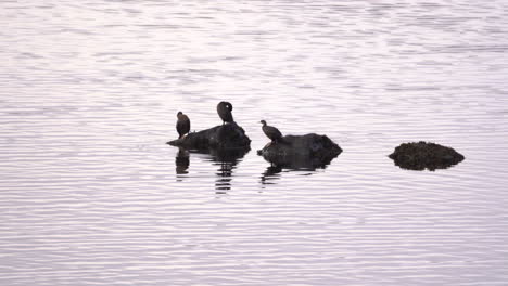 Three-ducks-standing-on-rocks-in-sea-and-grooming-their-feathers