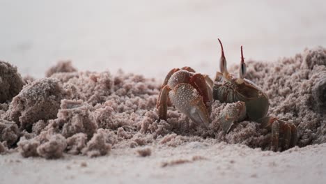 Camouflaged-Ghost-Crab-digs-burrow-in-sand-on-the-shore-closeup-and-waves-on-the-background-blur