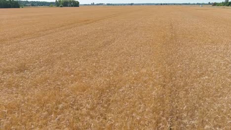 Reveal-of-endless-golden-wheat-field,-aerial-tilt-up-view