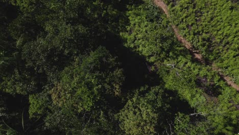 Drone-top-view-moving-from-left-to-right-of-Atlantic-rainforest-and-revealing-a-trail-in-the-middle-of-it
