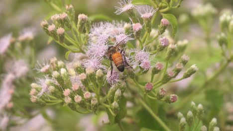 Bienen-Sammeln-Honig-Von-Wildblumen