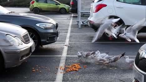 Möwen,-Die-Auf-Einem-Londoner-Parkplatz-Lebensmittelabfälle-Aufsammeln