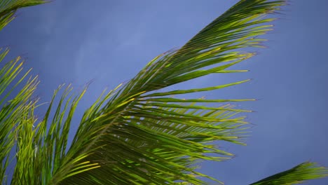 Green-palmtree-on-a-beach-in-Guadeloupe