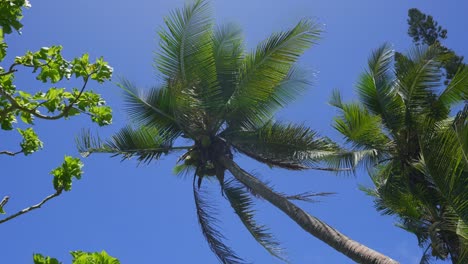 Betrachten-Einer-Kokospalme-Vom-Boden-Aus-An-Einem-Hellen-Und-Sonnigen-Tag