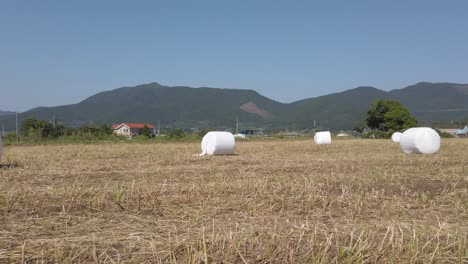 Slow-right-to-left-panning-view-of-round-hay-bales-Suncheon,-South-Korea