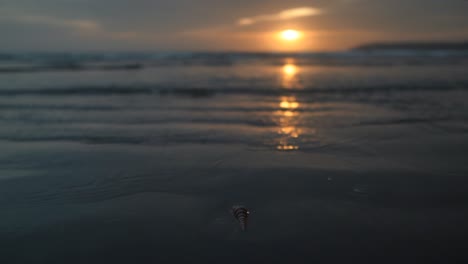 Waves-calmly-touching-the-shore-at-sunset-exposing-a-seashell-that-was-buried-in-the-sand
