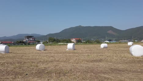 Pan-across-field-of-round-hay-bales,-or-ton-bales,-in-Suncheon,-South-Korea