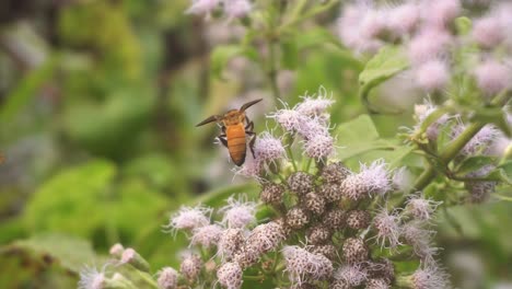 Bienen-Sammeln-Honig-Von-Wildblumen