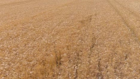 Golden-color-wheat-field-growing,-low-altitude-aerial-view