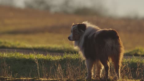 Australian-Shepherd-stands-and-watches-the-surrounding-pastures-at-dawn