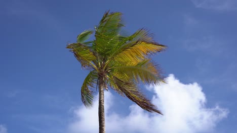 Grüne-Palme-An-Einem-Strand-In-Guadeloupe