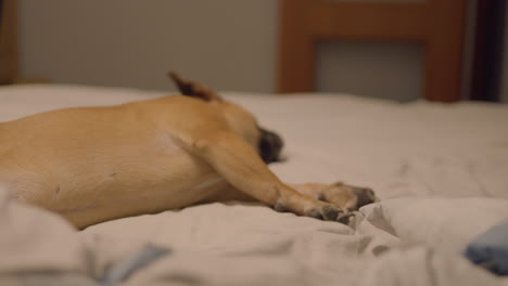 French-bulldog-sleeps-spread-out-on-bedding,-tired-dog-rests-on-mattress-with-bedding-after-day's-exertion