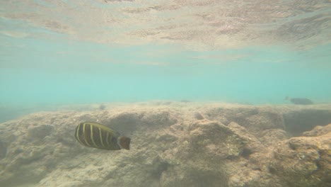 Tropische-Fischarten-In-Hanauma-Bay,-Oahu
