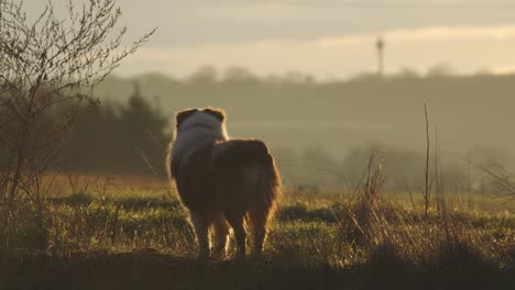 An-Australian-Shepherd-stands-and-watches-the-surroundings-drowning-in-fog-and-the-rays-of-the-morning-sun