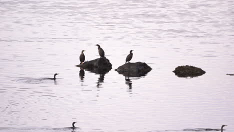 Stable-zoom-shot-of-ducks-standing-on-rocks-and-swimming-in-water