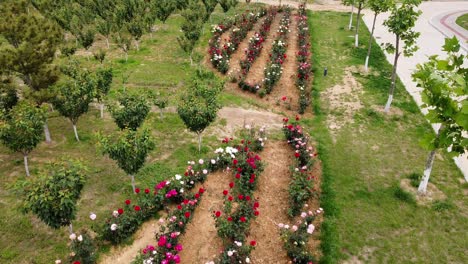 Aerial-view-over-a-colorful-rose-flower-garden-in-Weihai,-China---rising,-drone-shot