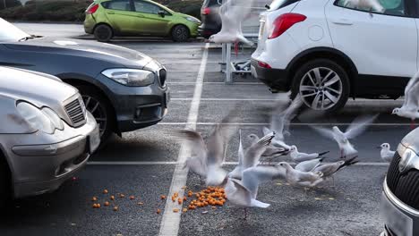 Seagulls-scavenging-spilled-food.--Slow-motion