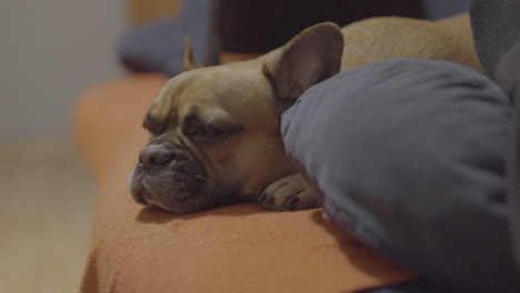 Die-Französische-Bulldogge-Liegt-Traurig-Und-Müde-Auf-Dem-Sofa-Und-Bewegt-Sanft-Den-Kopf,-Indem-Sie-Ihn-Langsam-Anhebt-Und-Die-Augen-Verdreht