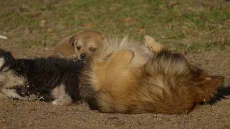 Mixed-breed-male-dog-playing-in-sunshine,-and-bathing-in-dust-with-a-brown-and-a-black-puppy