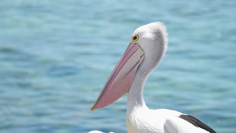Closeup-of-a-Pelican-bird-in-Australia-on-the-right-hand-side-of-the-frame