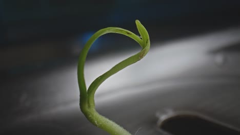Extreme-Macro-Close-Up-Of-Green-Stem-From-Plant-Sticking-Out-Of-Kitchen-Drain-Sink