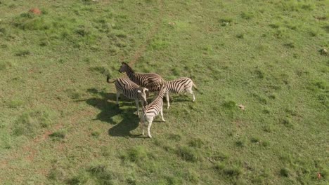 Drone-footage-of-a-Young-Zebra's-play-fighting-on-an-African-savannah