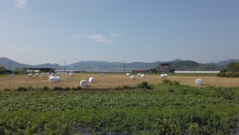 Wide-establishing-view-of-round-hay-bales-in-Suncheon,-South-Korea-field