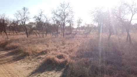 Zebra-herd-walking-in-veld-with-subflares-in-a-game-reserve
