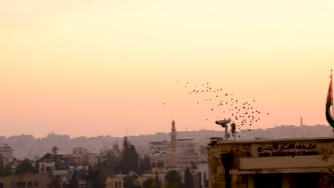 Taubenschwarm-Fliegt-über-Die-Hauptstadt-Amman-In-Jordanien-Bei-Sonnenuntergang-In-Der-Dämmerung-Mit-Goldenem-Orangefarbenem-Himmel