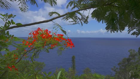 A-detailed-look-at-the-branches-of-a-flamboyant-tree-with-red-flowers-during-the-day-with-the-sea-behind-it