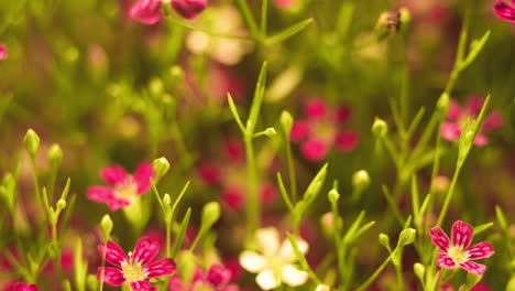 Delicate-pastel-red-pink-flowers-rotating-time-lapse-with-shallow-depth-of-field
