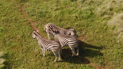 Drone-aerial-footage-of-Three-Male-Zebra-standing-side-by-side
